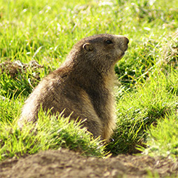 Foto de marmota